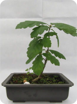 OAK TREE