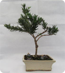 BUDDIST PINE