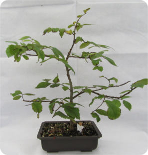 ELM TREE