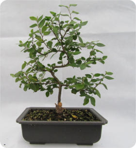 COTONEASTER