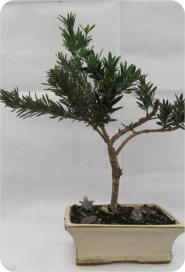 BUDDIST PINE