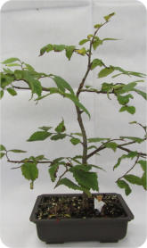 ELM TREE