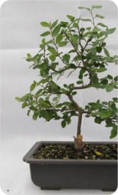 COTONEASTER